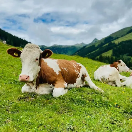 Mountain & Fun Зальбах-Хинтерглемм